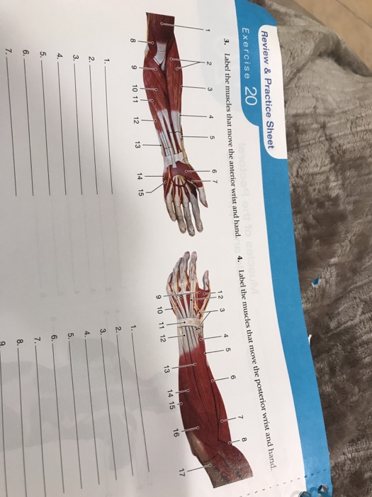 Solved: Label The Muscles That Move The Anterior Wrist And... | Chegg.com