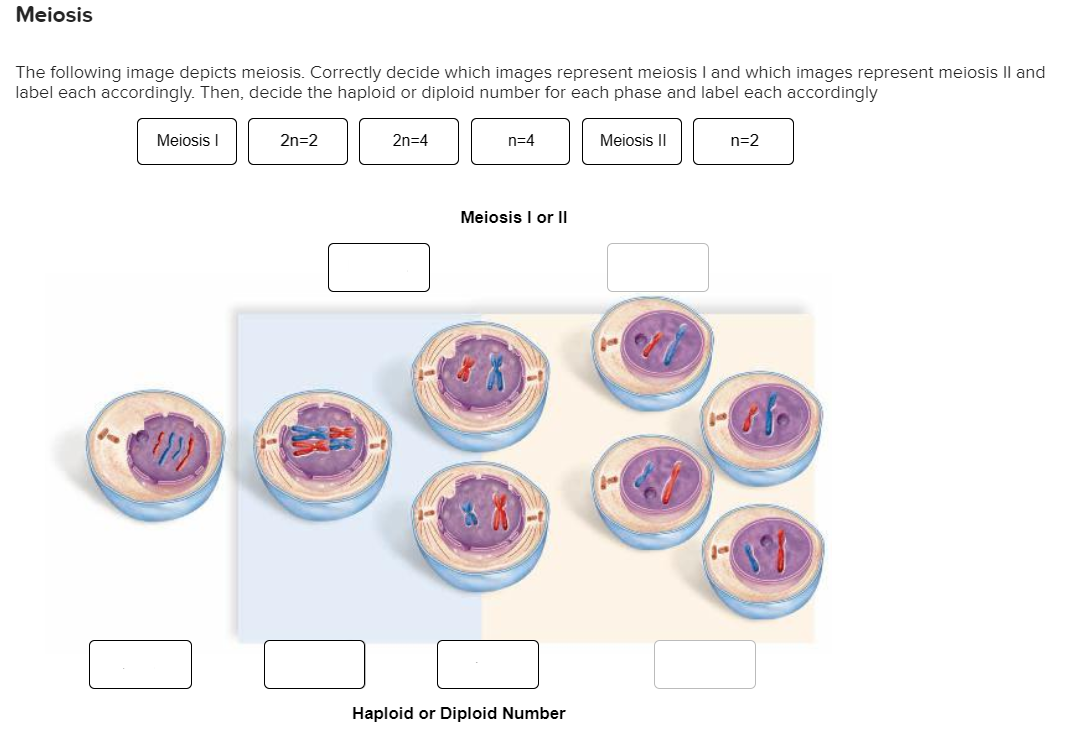 Solved Meiosis The Following Image Depicts Meiosis Chegg