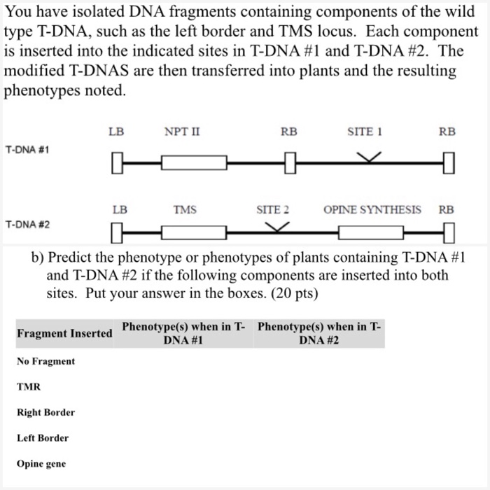 Solved You Have Isolated DNA Fragments Containing Components Chegg