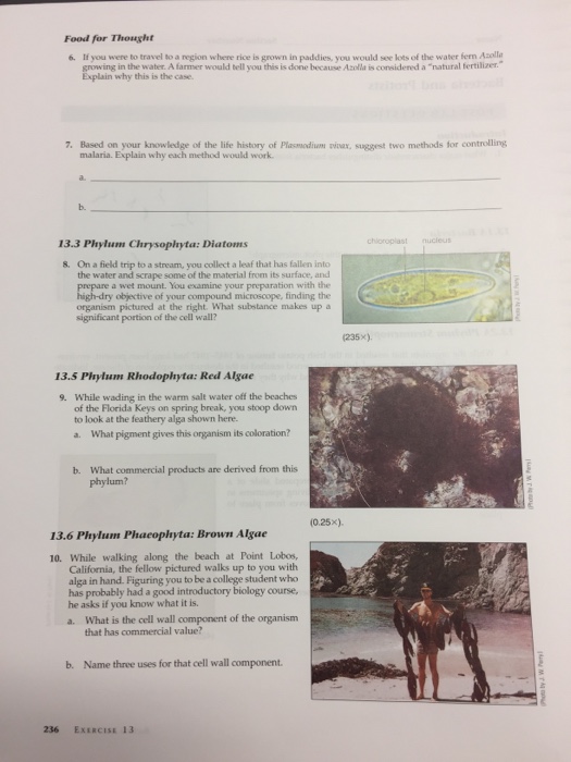 Solved Name EXERCISE 13 Bacteria And Protists Section Number Chegg