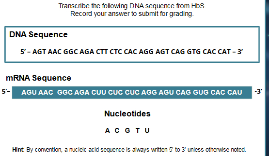 Solved Transcribe The Following DNA Sequence From HbS Record Chegg