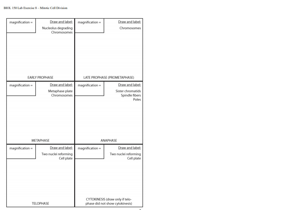 Solved BIOL 150 Lab Exercise 8 Mitotic Cell Division Chegg