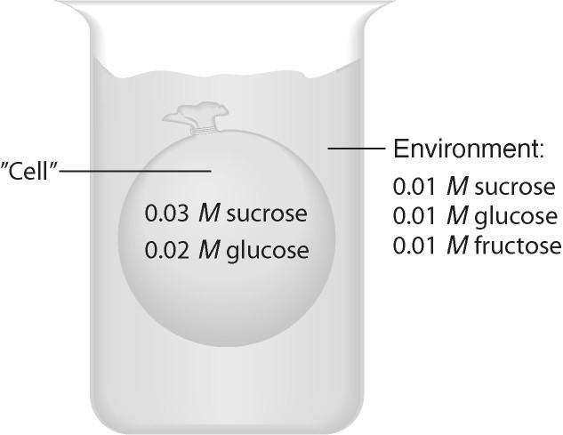 Solved An Artificial Cell Consisting Of An Aqueous Solution Chegg