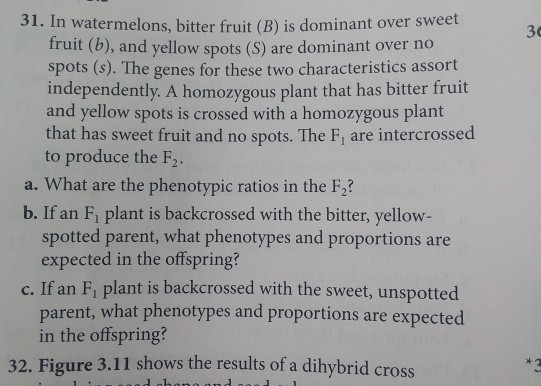 Solved 31 In Watermelons Bitter Fruit B Is Dominant Over Chegg