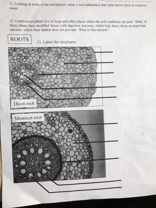 Solved 11. Looking At Some Of The Xerophytes Name A Cool