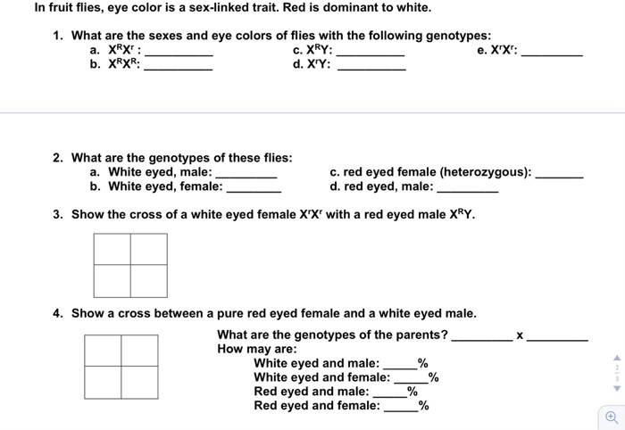 Solved In Fruit Flies Eye Color Is A Sex Linked Trait Red Chegg