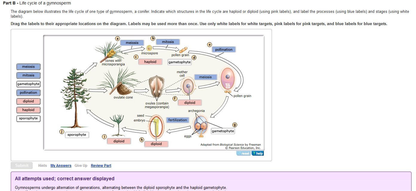 life-cycle-of-a-gymnosperm-the-diagram-below-illustrates-chegg