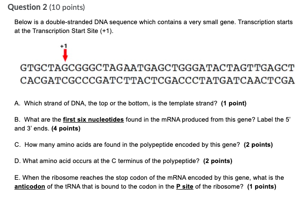 Solved Question Points Below Is A Double Stranded Dna Chegg