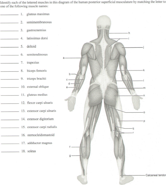 Solved Identify Each Of The Lettered Muscles In This Diagram Chegg