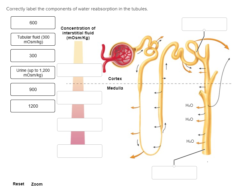 Solved Correctly Label The Components Of Water Reabsorption Chegg