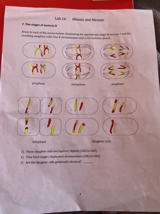 Solved Lab 16 Mitosis And Meiosis F The Stages Of Meiosis Chegg