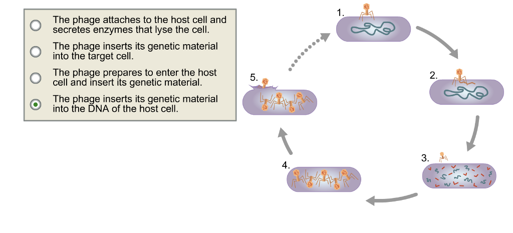 Stages Of Lytic Cycle