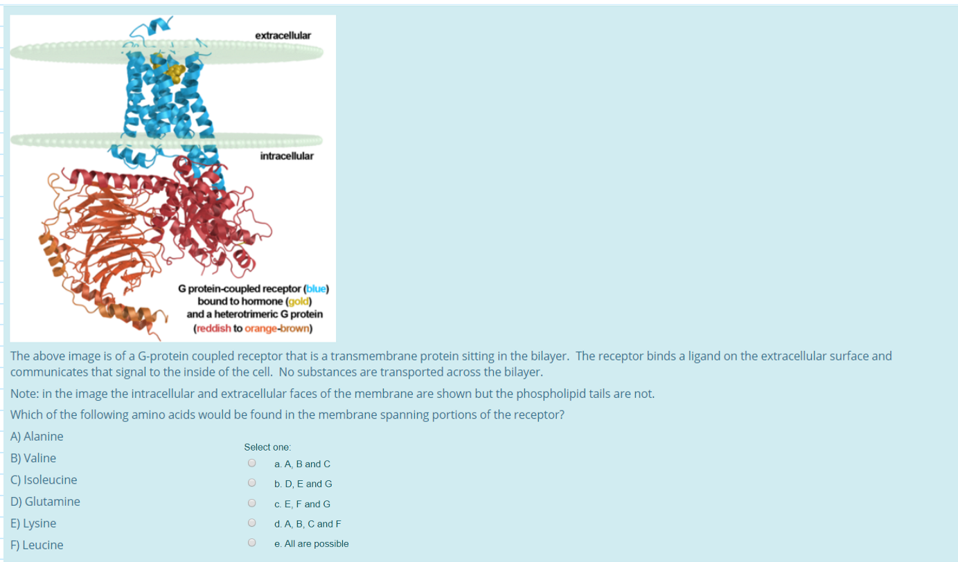 Solved Extracellular Intracellular G Protein Coupled Chegg