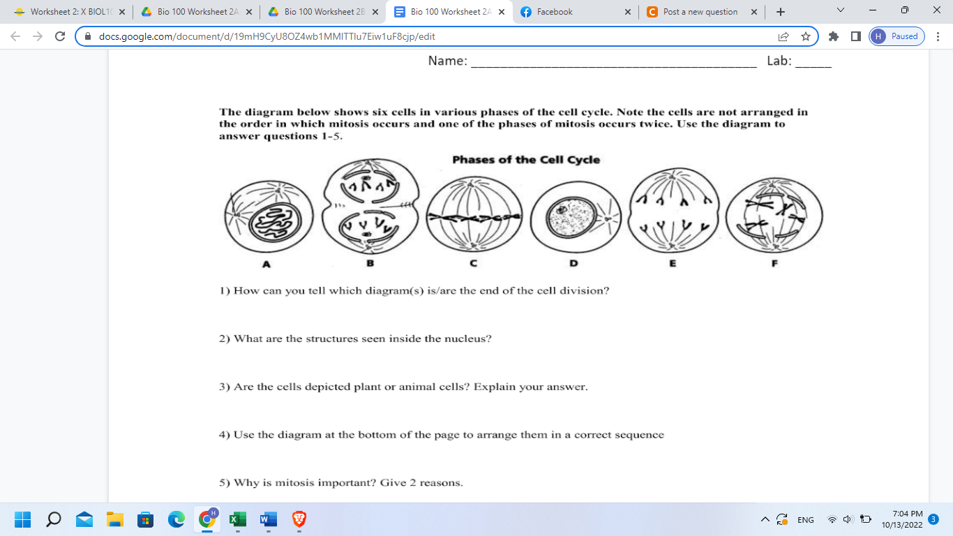 The Diagram Below Shows Six Cells In Various Phases The Diag