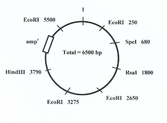Biology gene pairs homework help