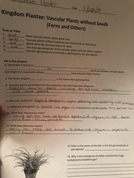 Solved Kingdom Plantae Vascular Plants Without Seeds Ferns Chegg