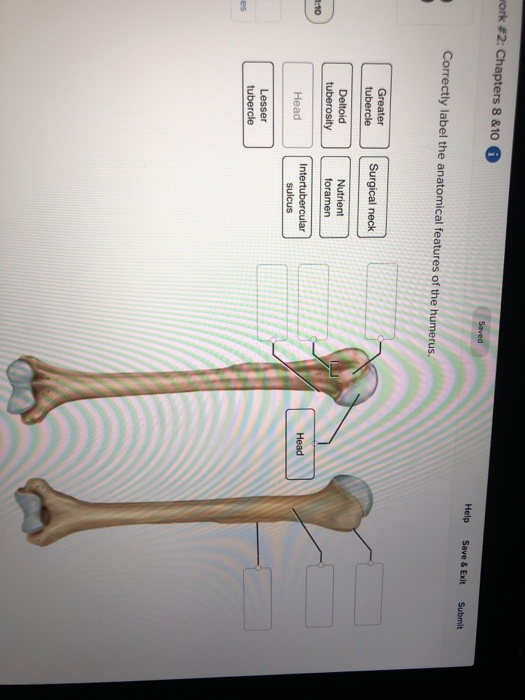 Label The Anatomical Features Of The Bone Free Printable Worksheet