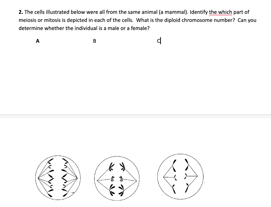 Solved The Cells Illustrated Below Were All From The Same Chegg