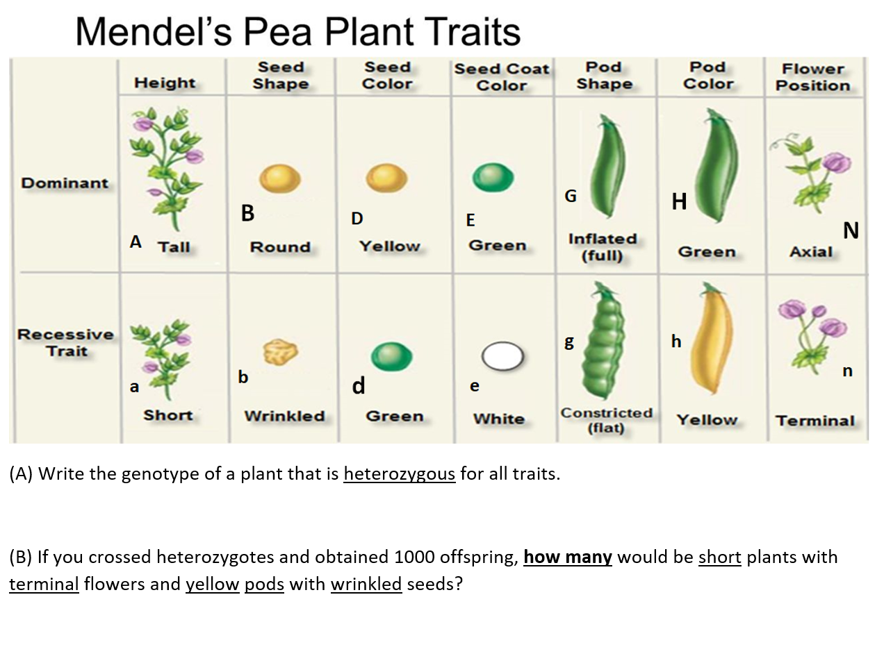 Solved Mendel S Pea Plant Traits Height Seed Shape Seed Chegg