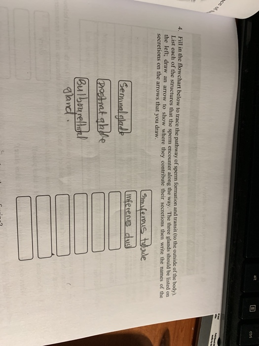 Solved E Ctr Low To Trace The Pathway Of Sperm Formation And Chegg