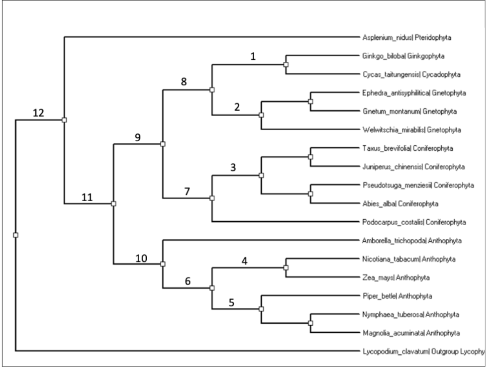 Solved Angiosperms Gymnosperms Land Plants Ferns Lycopods Chegg