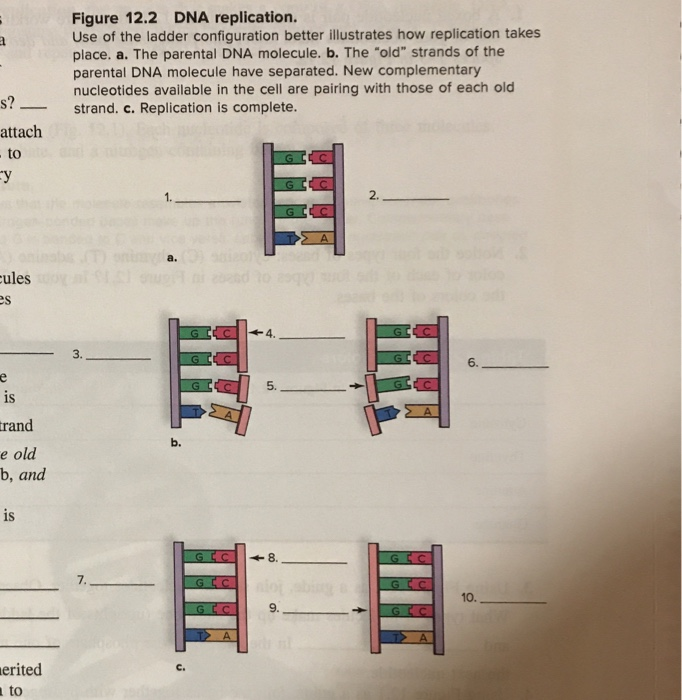 Figure 12 2 DNA Replication Use Of The Ladder Chegg