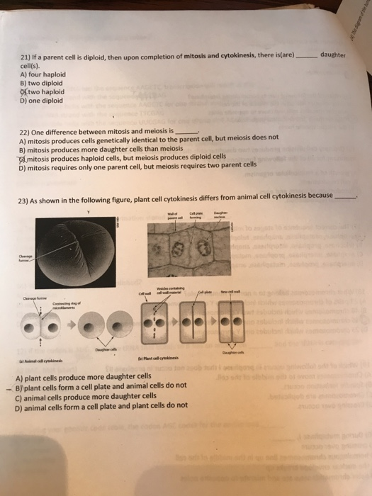 Solved 21 If A Parent Cell Is Diploid Then Upon Completion Chegg