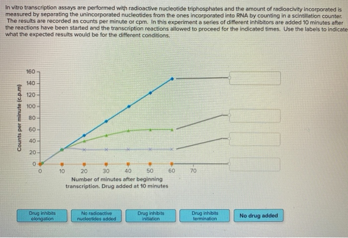 Solved In Vitro Transcription Assays Are Performed With Chegg