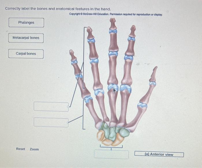 Solved Correctly Label The Bones And Anatomical Features In Chegg