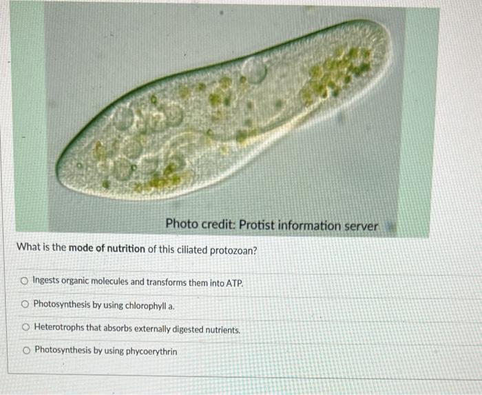 Solved Photo Credit Protist Information Server What Is The Chegg