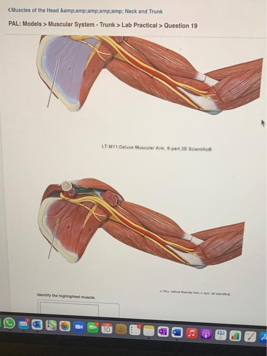 Solved Muscular System Trunk Lab Practical Question Chegg