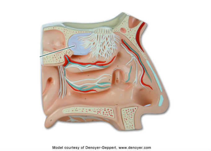 Solved Which Structure Is Highlighted Olfactory Chegg