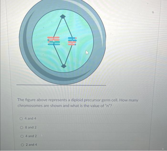 Solved The Figure Above Represents A Diploid Precursor Germ Chegg