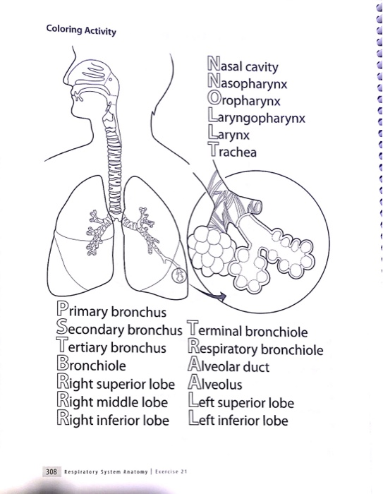 Solved Coloring Activity Nasal Cavity Nasopharynx Oropharynx Chegg