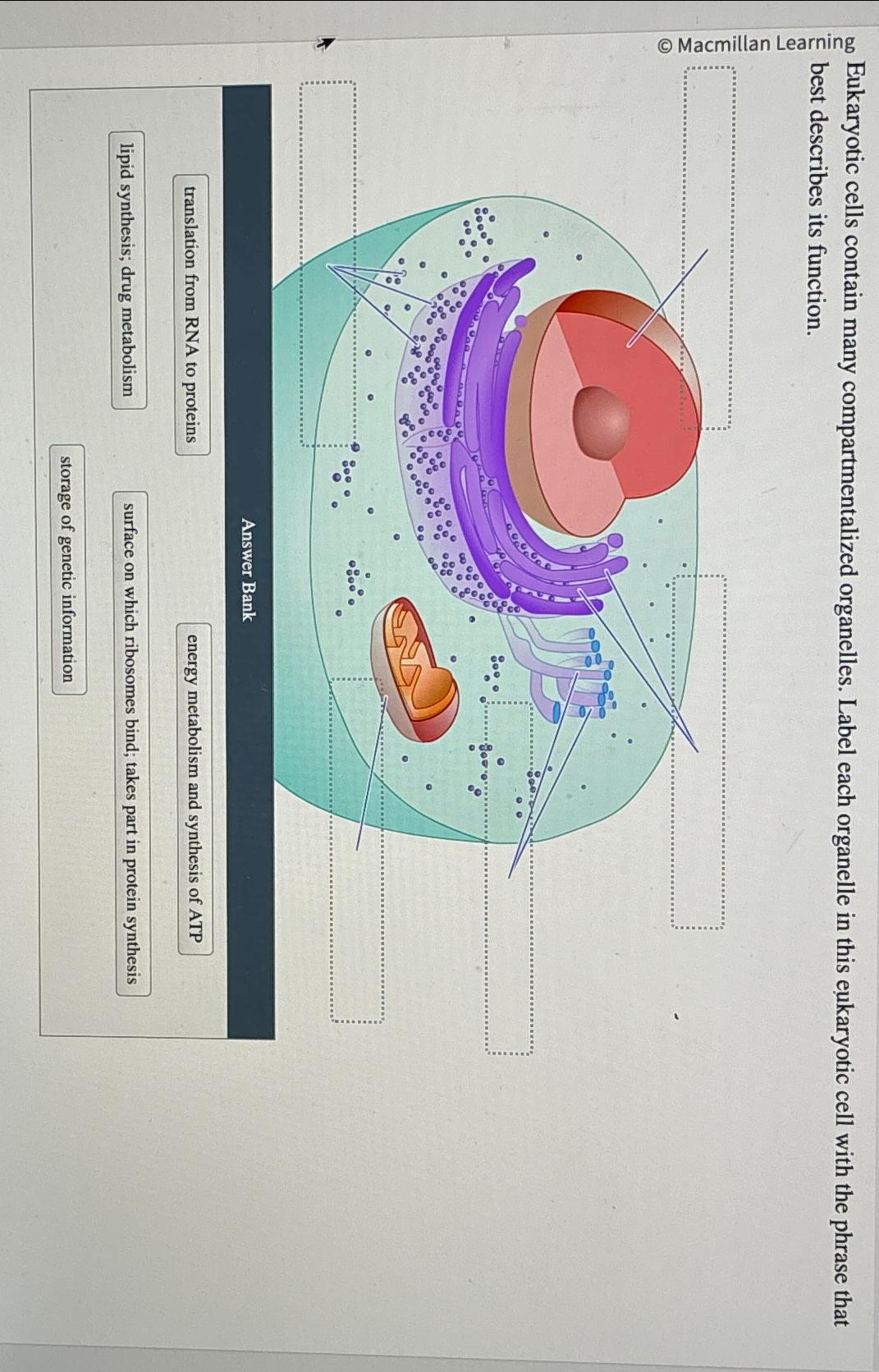 Solved Eukaryotic Cells Contain Many Compartmentalized Chegg