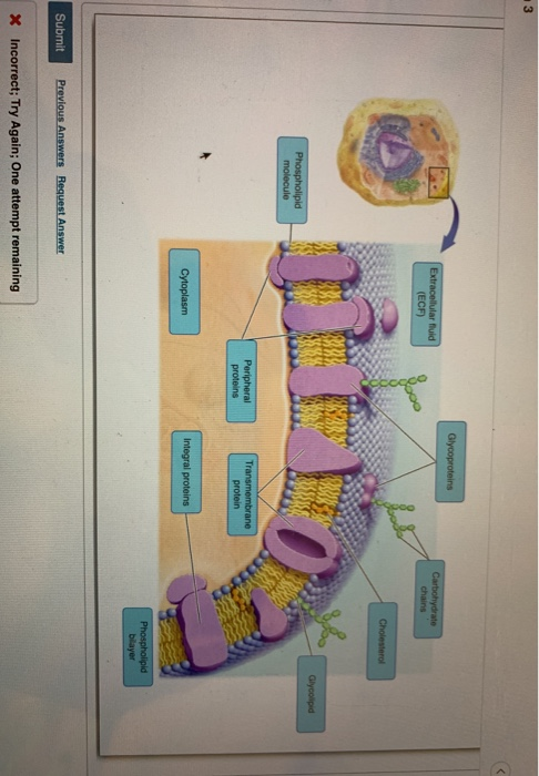 Solved Glycoproteins Extracellular Fluid Ecf Carbohydrate Chegg