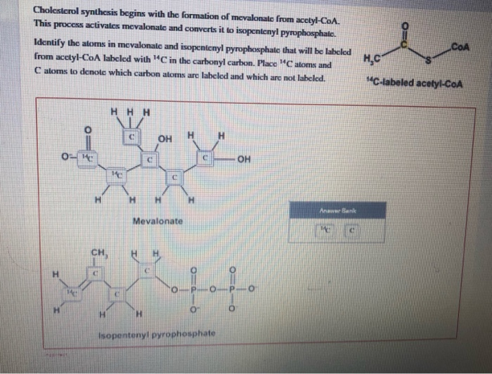 Solved Cholesterol Synthesis Begins With The Formation Of Chegg