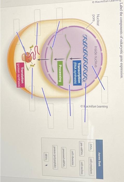 Label The Components Of Eukaryotic Gene Expression Chegg