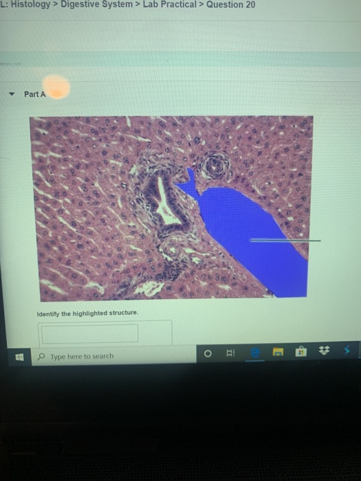 Solved L Histology Digestive System Lab Practical Chegg