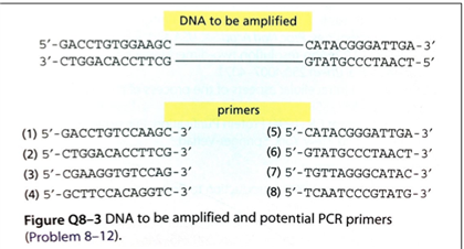 Solved You Want To Amplify The Stretch Of Dna Between The Chegg