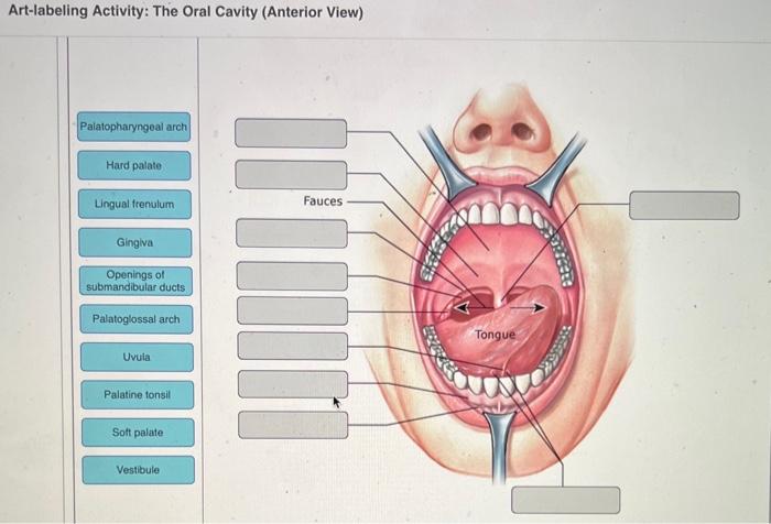 Solved Art Labeling Activity The Oral Cavity Anterior Chegg