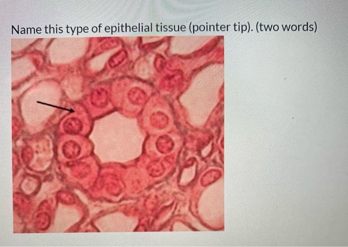 Solved What Type Of Muscle Cell Does This Model Represent Chegg