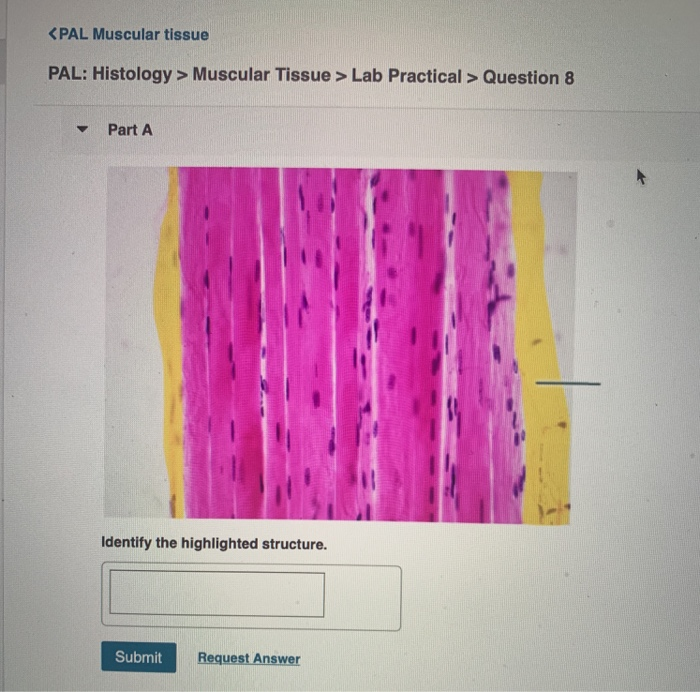 Solved Muscular Tissue Lab Practical Question 3 Chegg