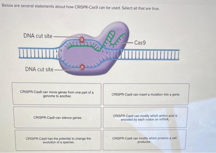 Solved Below Are Several Statements About How Crispr Cas Chegg