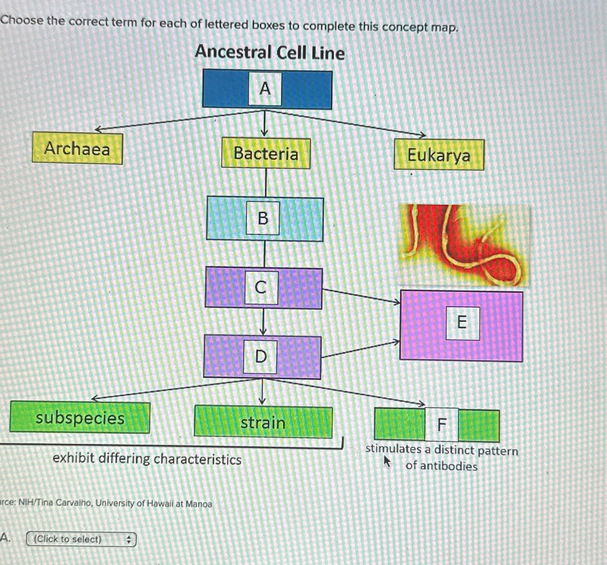 Solved Choose The Correct Term For Each Of Lettered Boxes To Chegg