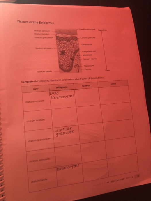 Solved Tissues Of The Epidermis Stratum Comum Shum Lucidum Chegg