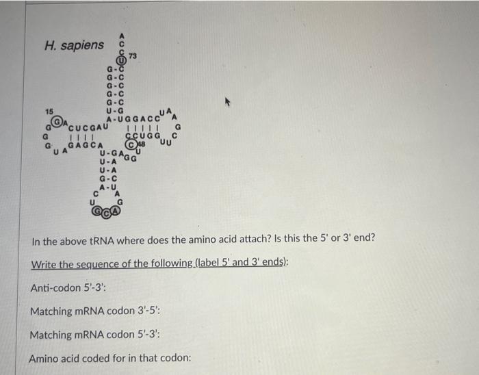 How Is Pre MRNA Processed Into Mature MRNA What Chegg