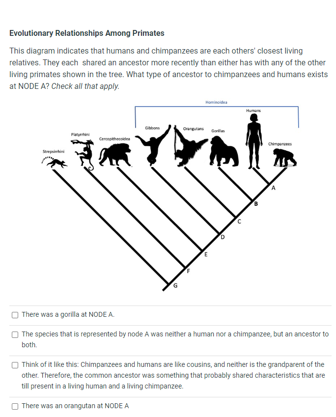 Solved Evolutionary Relationships Among PrimatesThis Diagram Chegg