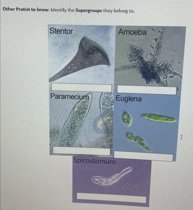 Solved Other Protist To Know Identify The Supergroups They Chegg