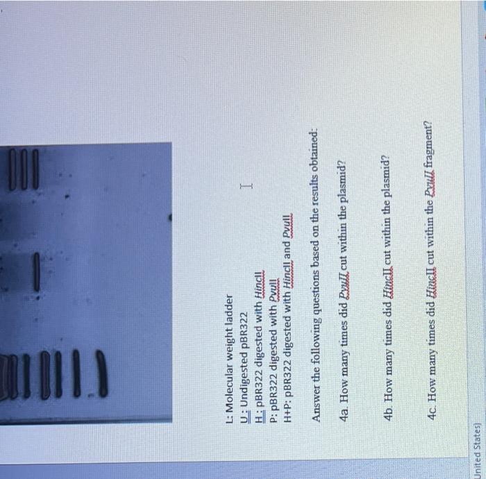 Solved 4 This Picture Represents An Agarose Gel Chegg